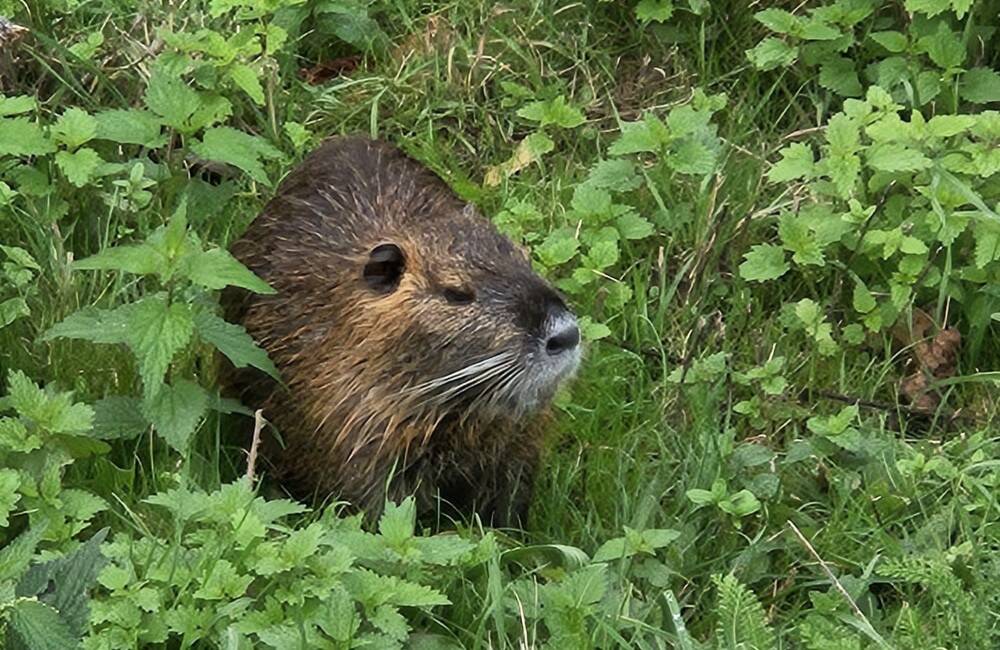 FOTO: V Nitre už eliminujú premnožené nutrie. Pri rieke ich strieľať nemohli, tak prešli na „plán B“