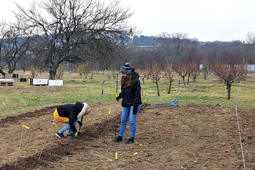 FOTO: Demonštračná záhrada SPU v Nitre sa už pripravuje na jarné prebúdzanie. Viete, na čo všetko slúži?