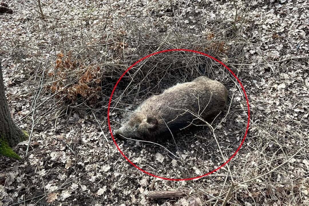 Foto: V lese pri Topoľčiankach našli 10 uhynutých diviakov. Je za tým mor alebo niečo iné?