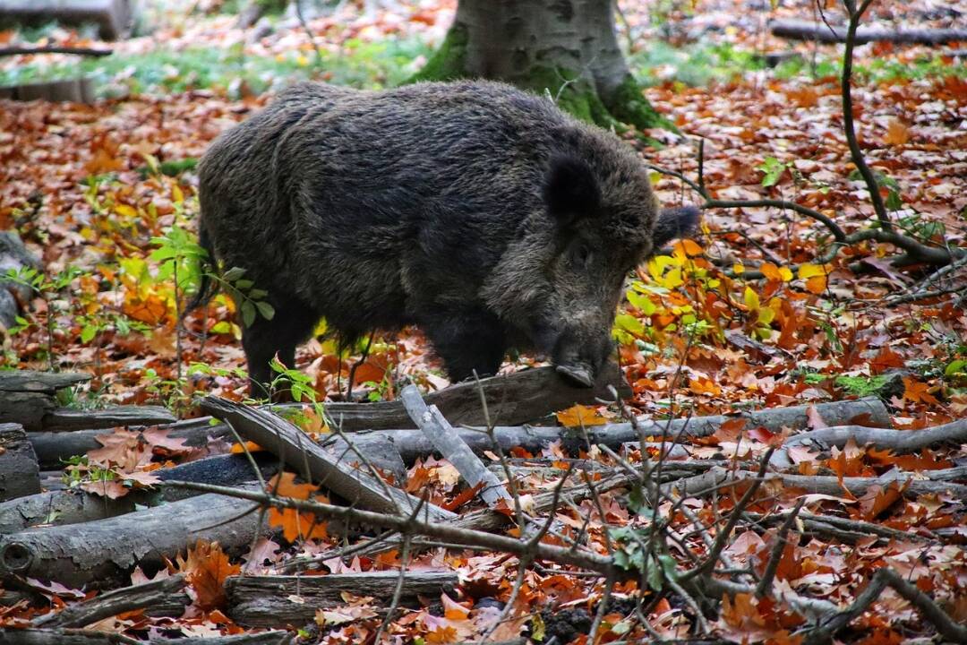 Foto: Africký mor ošípaných sa šíri Tribečom, zákaz vstupu do lesa už platí aj v ďalších oblastiach 