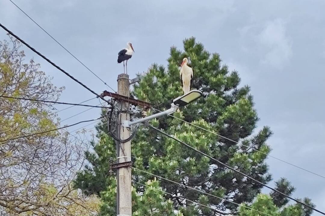 Foto: Bociany si začali stavať hniezdo na elektrickom stĺpe v Nových Sadoch, môže to však byť ich koniec