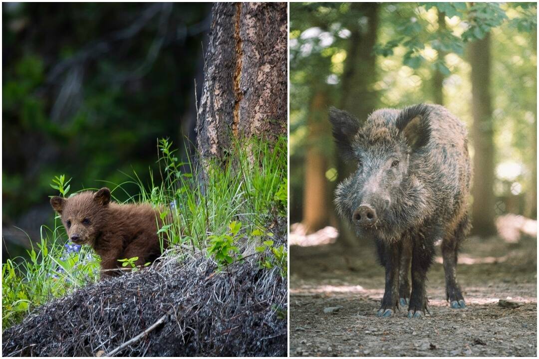 Foto: Obec pri Topoľčanoch neodporúča vstupovať do lesa. Okrem afrického moru tam možno číhajú medvede