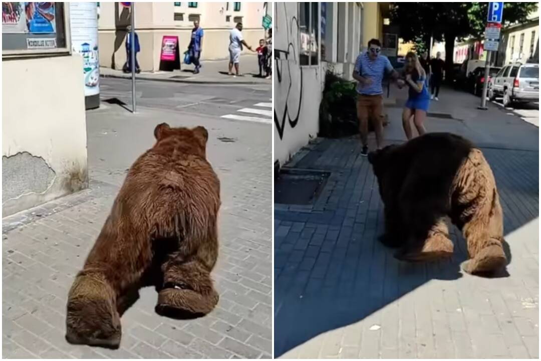 Foto: VIDEO: Po Nitre behal medveď. Jazdil na trojkolke a pozýval ľudí na Nitriansky Montmartre 