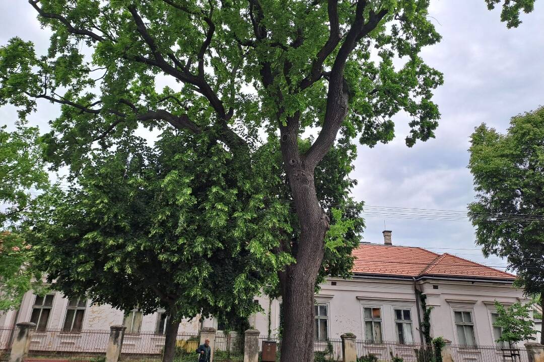 FOTO: V Trnovci nad Váhom majú unikátny 120-ročný Hunyadyho dub. Je tretím chráneným stromom v okrese