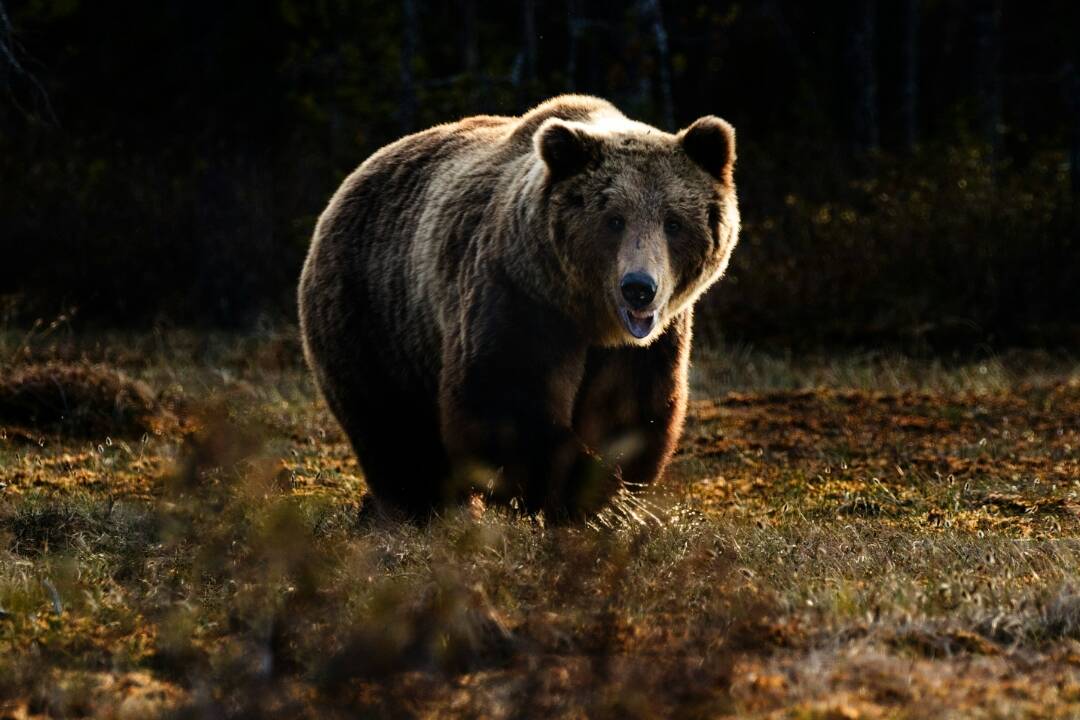 Foto: V obci pri Nitre spozorovali medveďa, tento rok sa to nestalo po prvýkrát