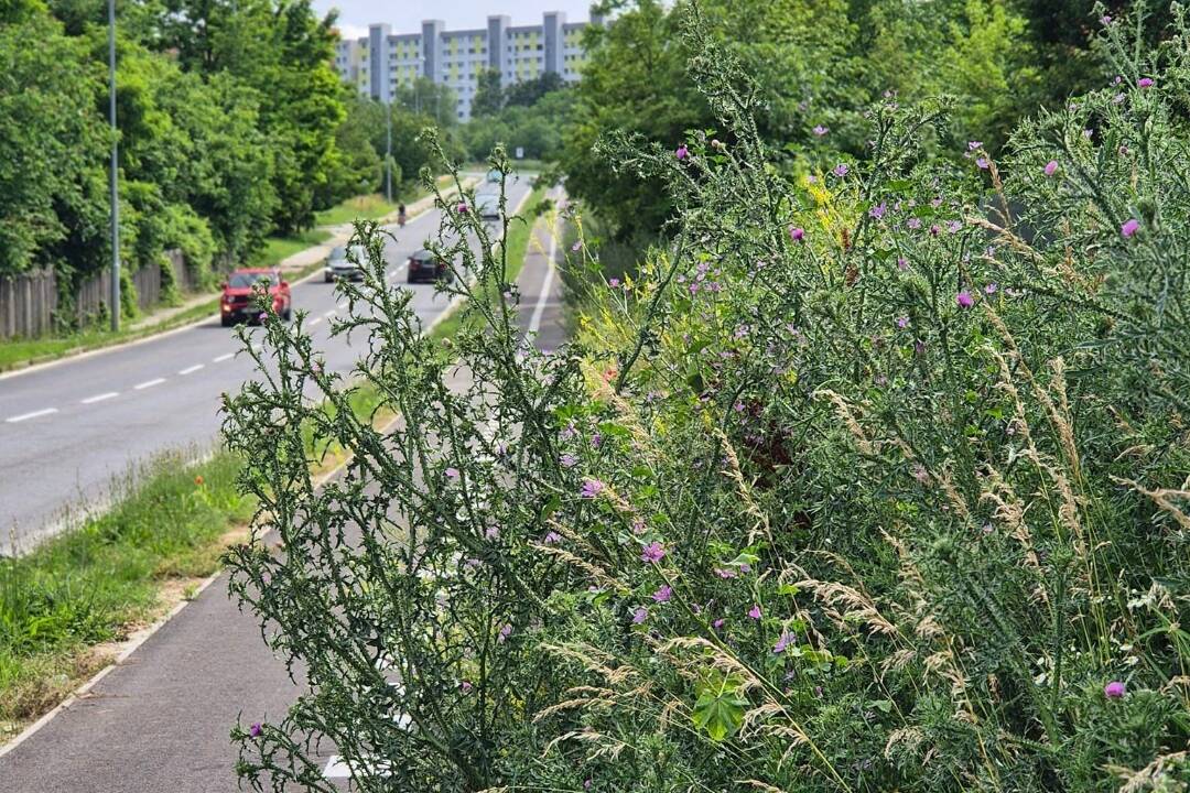 FOTO: Cyklotrasu v Nitre už cez burinu ani nevidieť. Ľudia strácajú nervy a boja sa, že dôjde k nešťastiu