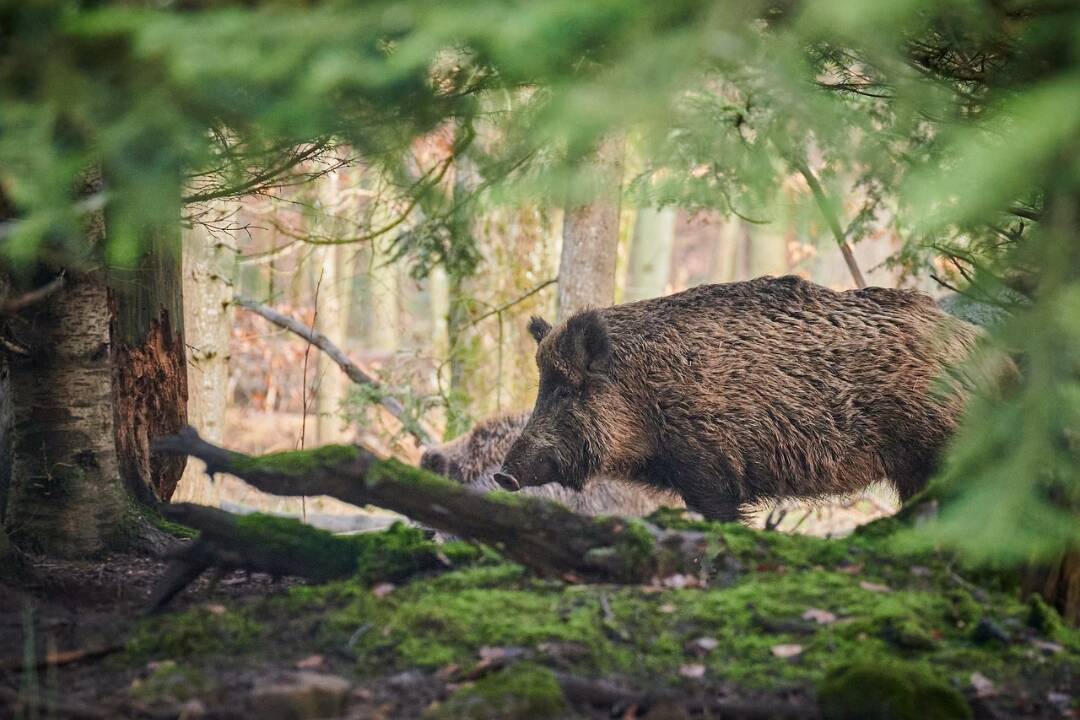 Zákaz vstupu do tribečských lesov sa ruší. Od dnes platí už len na niektorých miestach