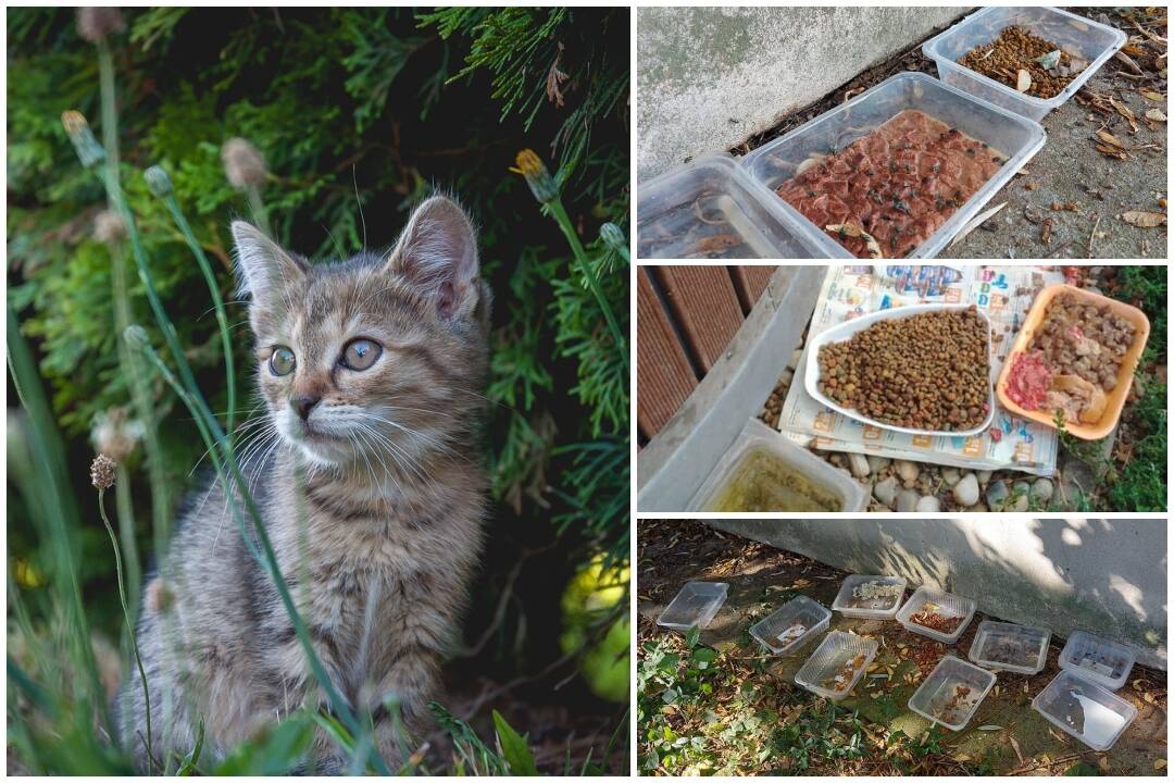 FOTO: Šaľania kŕmia pouličné mačky zvyškami jedál. Dôsledky sú nechutné - zápach, hmyz a potkany