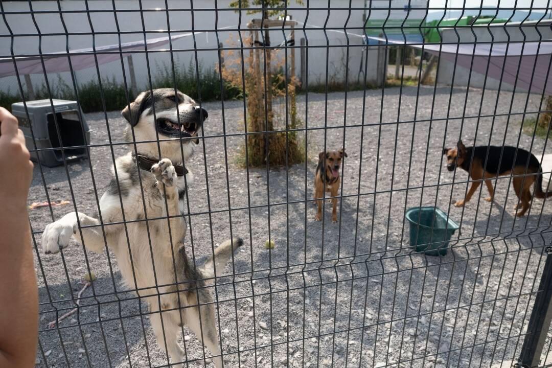 FOTO: Spojili sa pre dobro zvierat. Topoľčianske packy majú nové priestory a konečne aj vodu