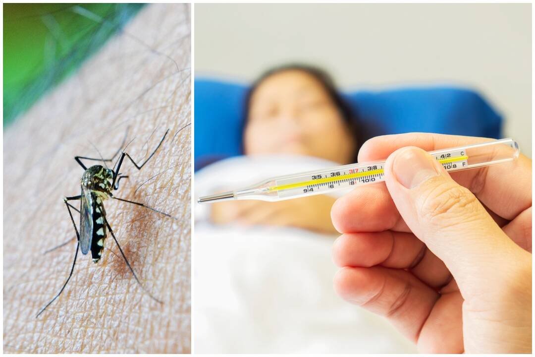 Foto: Vírusy Usutu a West Nile na Slovensku: Šíria ich komáre, jeden prípad zachytili aj v Leviciach