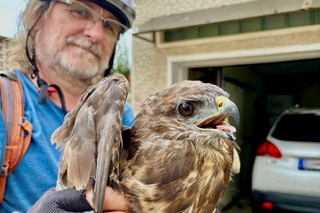 FOTO: Cyklista našiel pri ceste v Tlmačoch zraneného dravého vtáka, zachránil ho pred horúčavou