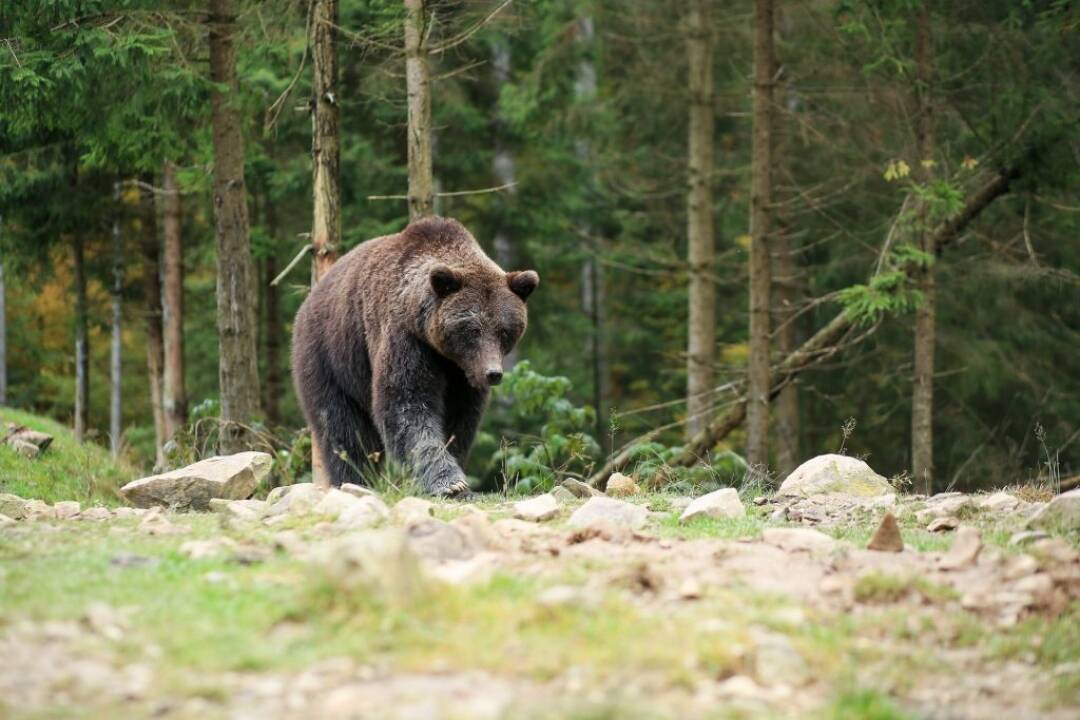 Foto: S príchodom jesene sú medvede aktívnejšie, varujú štátni ochranári. Čo robiť, ak na nejakého narazíte?