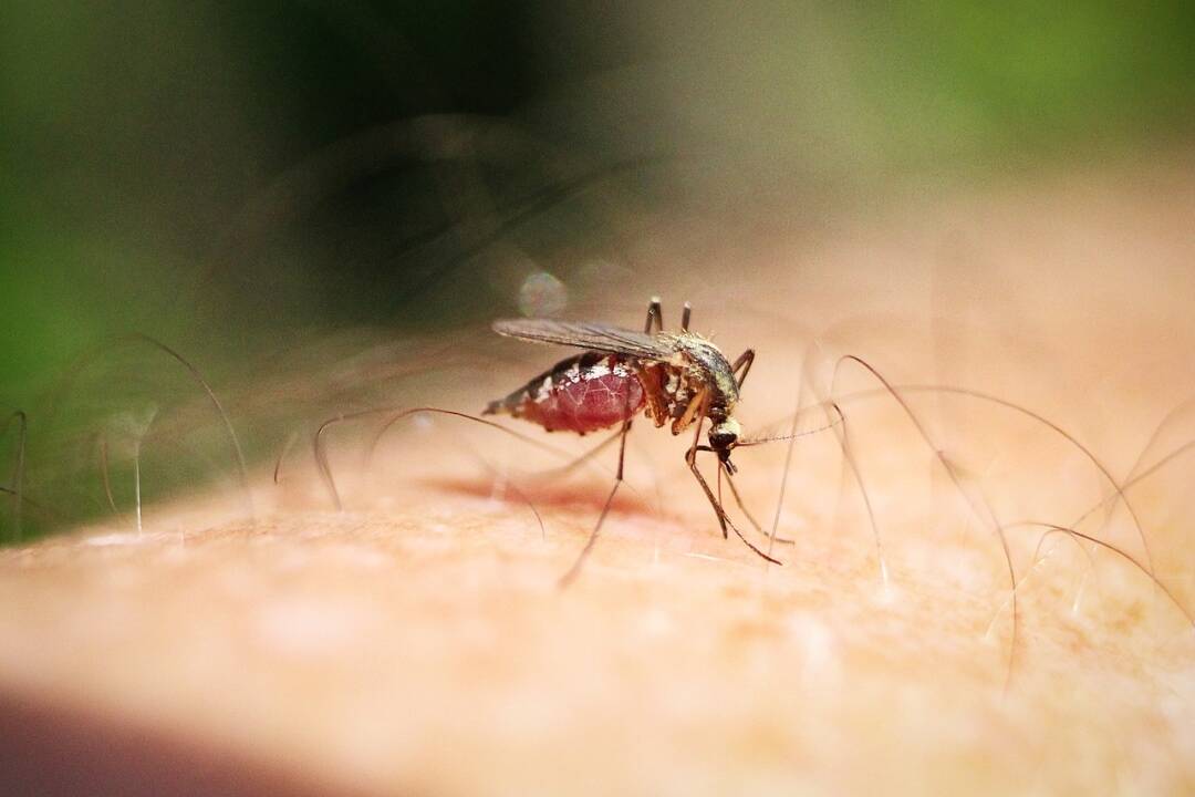 Foto: V Nitre potvrdili prípady západoníslkej horúčky. Komáre pripútali pacientov k pľúcnej ventilácii