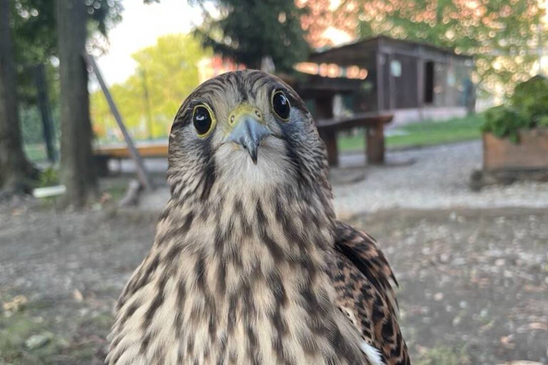 Foto: Majitelia hľadajú sokola Šokyho. Uletel im a naposledy ho videli v okolí Nitrianskeho hradu