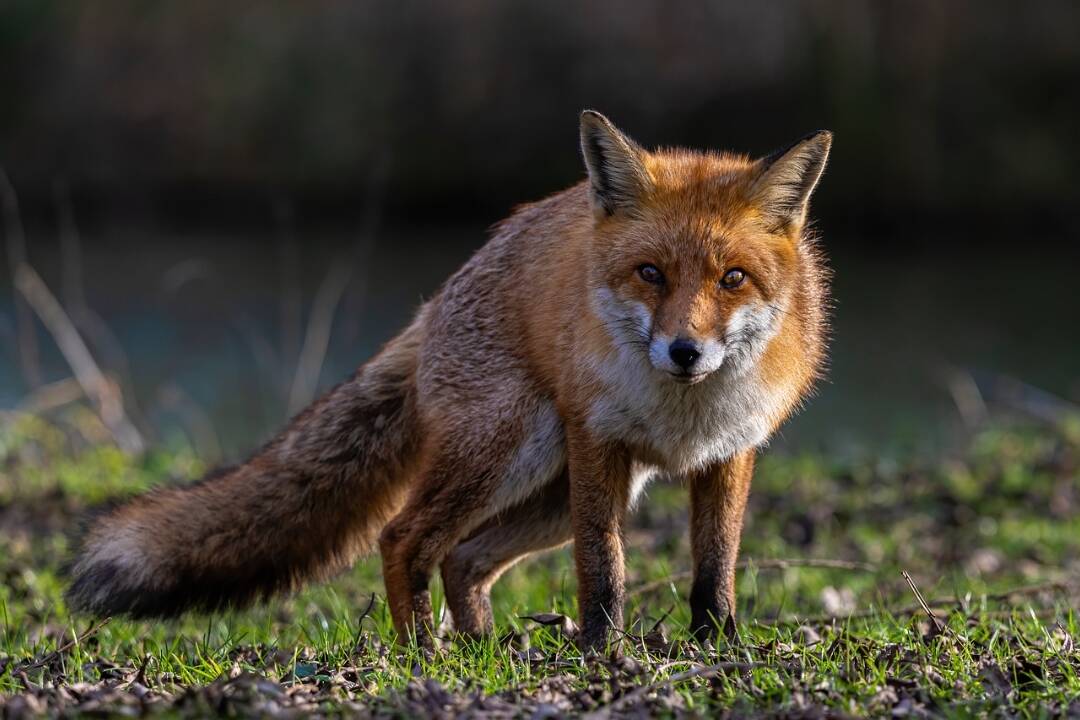 FOTO: V blízkosti domov sa čoraz častejšie pohybujú líšky. Obce a mestá v Nitrianskom kraji varujú ľudí 