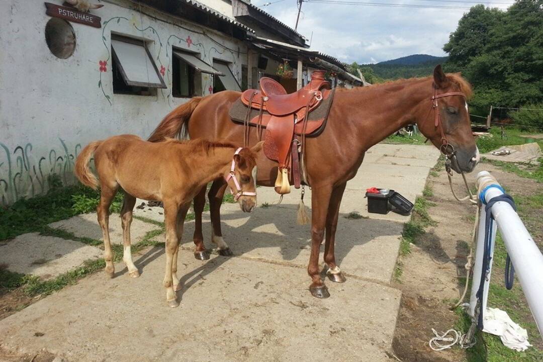 Foto: Ostal jeden až dvaja žrebci. Slovenskému konskému plemenu hrozí zánik, o jeho záchranu sa pokúšajú vedci z Nitry