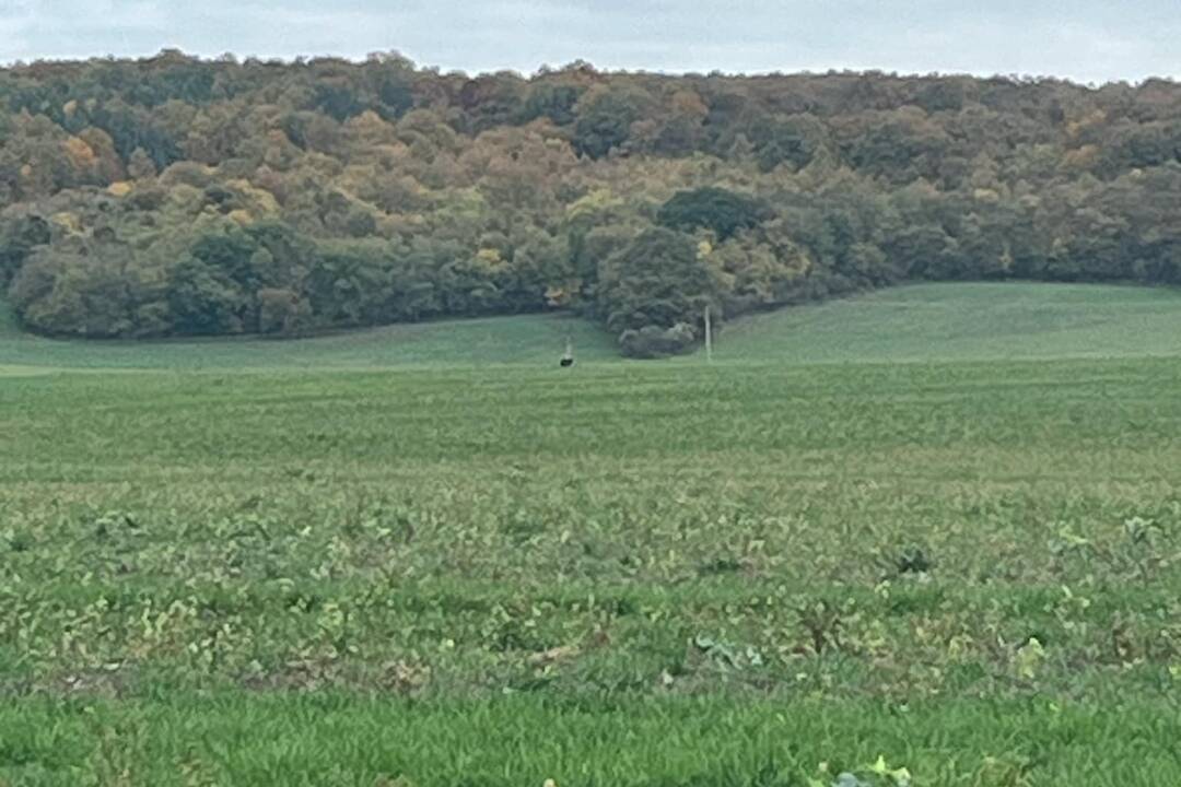 Foto: Pozor: Na poľnej ceste pri Podhoranoch mal byť spozorovaný pohyb medveďa