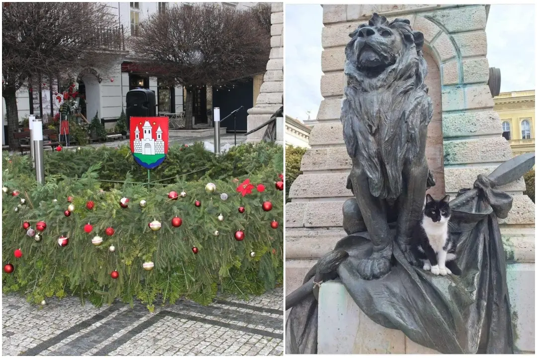 FOTO: Na vianočných trhoch v Komárne môžete kúpou kapustnice pomôcť túlavým mačkám