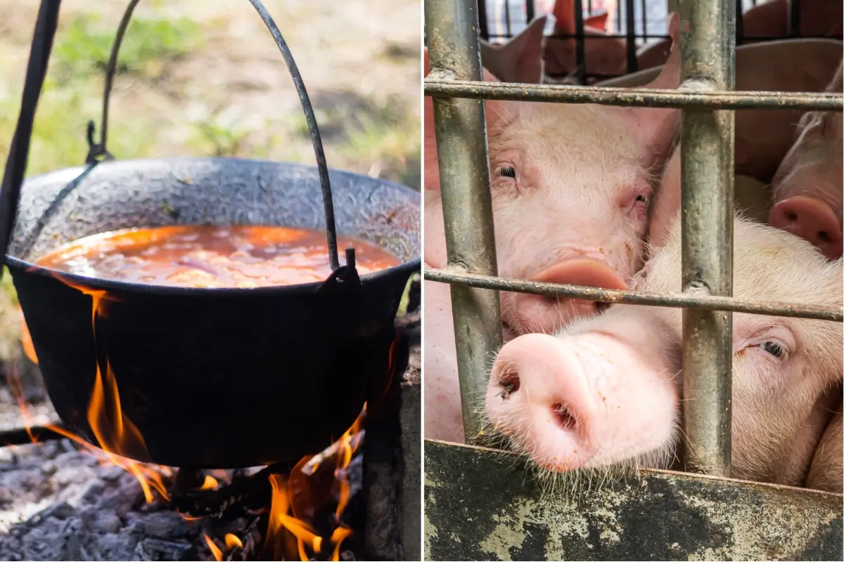 Foto: Zabíjačky, aj počas fašiangov, podliehajú prísnym normám. Tie verejné sú zakázané úplne, povolené je iba toto