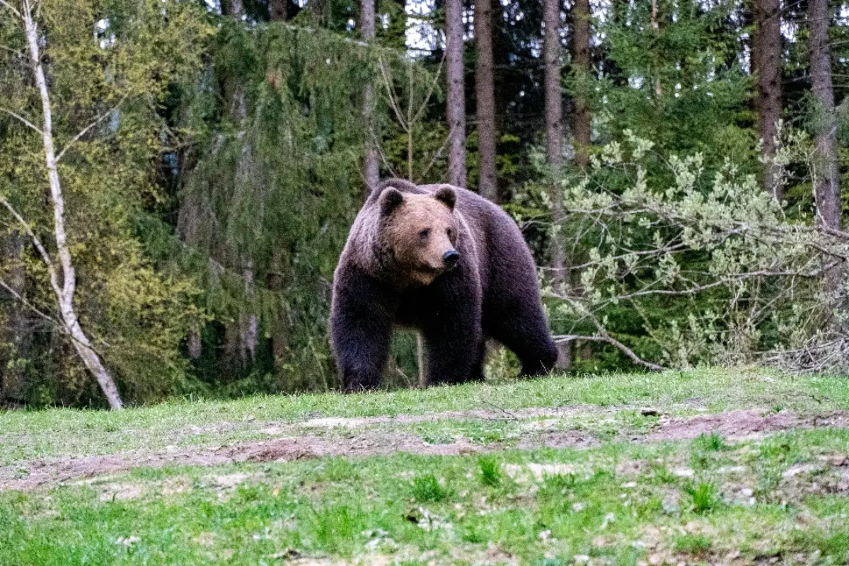 Foto: Neďaleko Tlmáč sa vyskytuje medveď. Ľudia ho spozorovali na poli pri obci Rybník smerom na Čajkov  