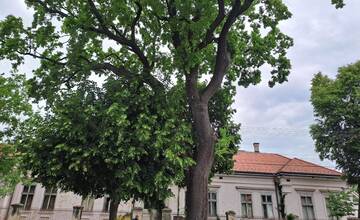 FOTO: V Trnovci nad Váhom majú unikátny 120-ročný Hunyadyho dub. Je tretím chráneným stromom v okrese