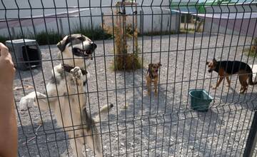 FOTO: Spojili sa pre dobro zvierat. Topoľčianske packy majú nové priestory a konečne aj vodu