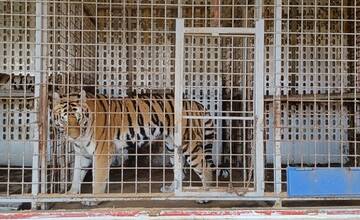 Utýrané bengálske tigre sa tlačili v drobných klietkach. Inšpekcia si posvietila na cirkus Aleš, výsledky sú znepokojivé