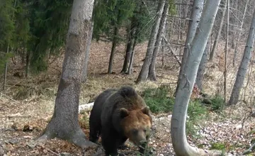 V Žiranoch sa vyskytuje medveď. Videný bol v lese smerom na obec Bádice