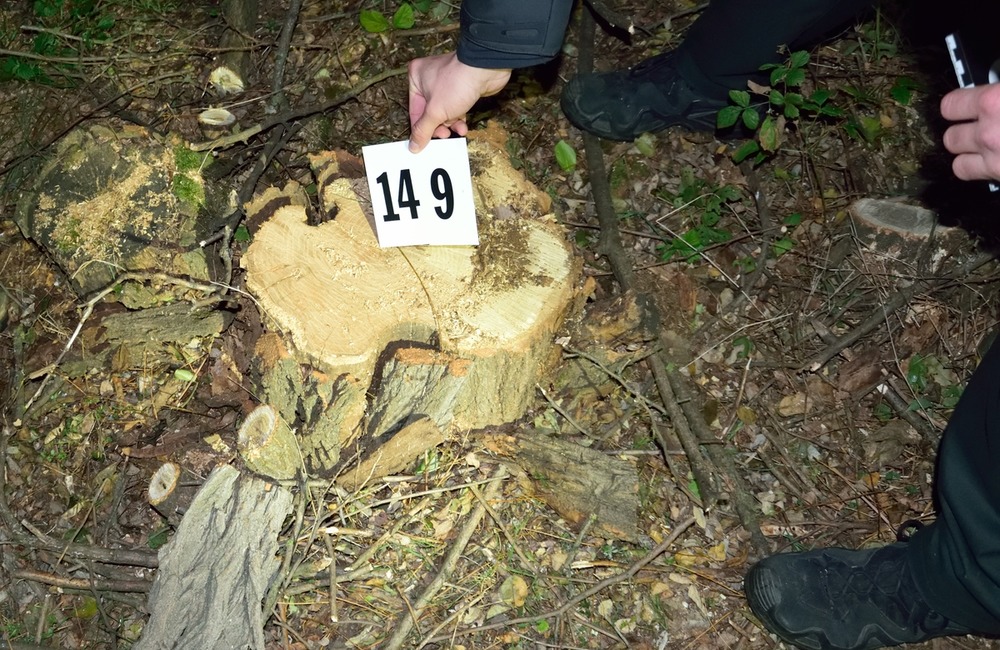 FOTO: Neoprávnený výrub 149 drevín v Šuranoch, polícia obvinila 61-ročného muža, foto 3