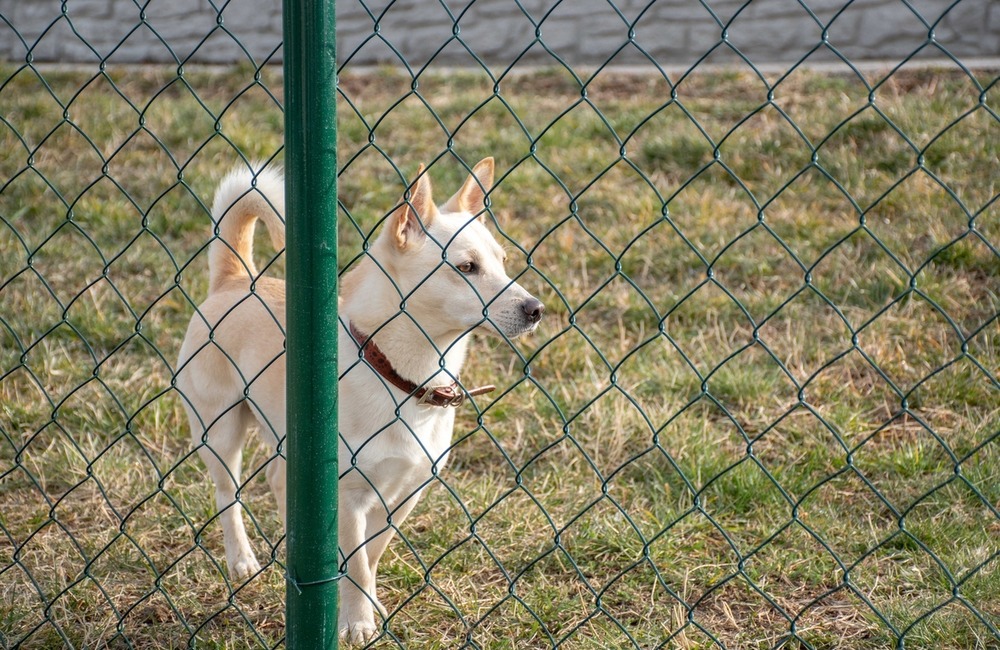 FOTO: Výbehy pre psov v Nitre, foto 1