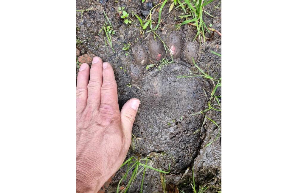 FOTO: Medvede v okolí Tribeča, foto 2