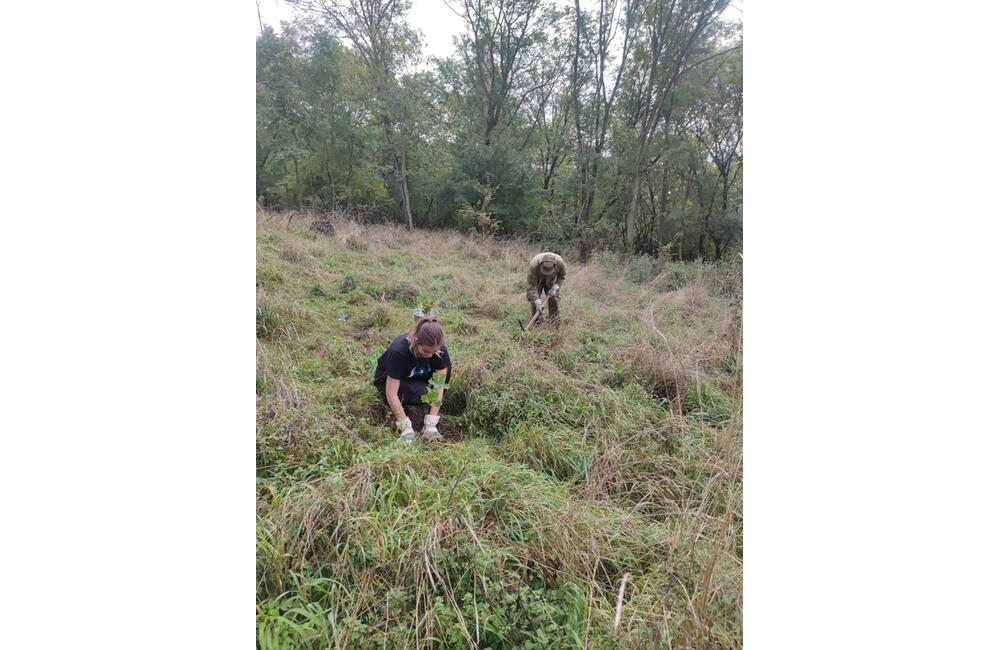 FOTO: Výsadba dubov v Pohorí Tribeč, foto 1