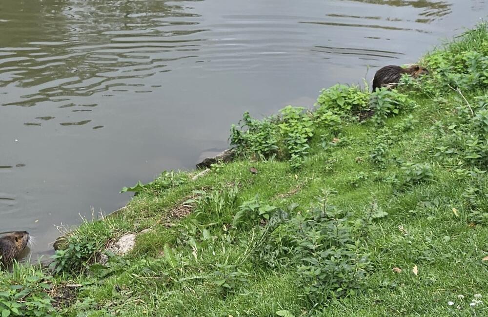 FOTO: V Nitre sa premnožili nutrie, foto 4