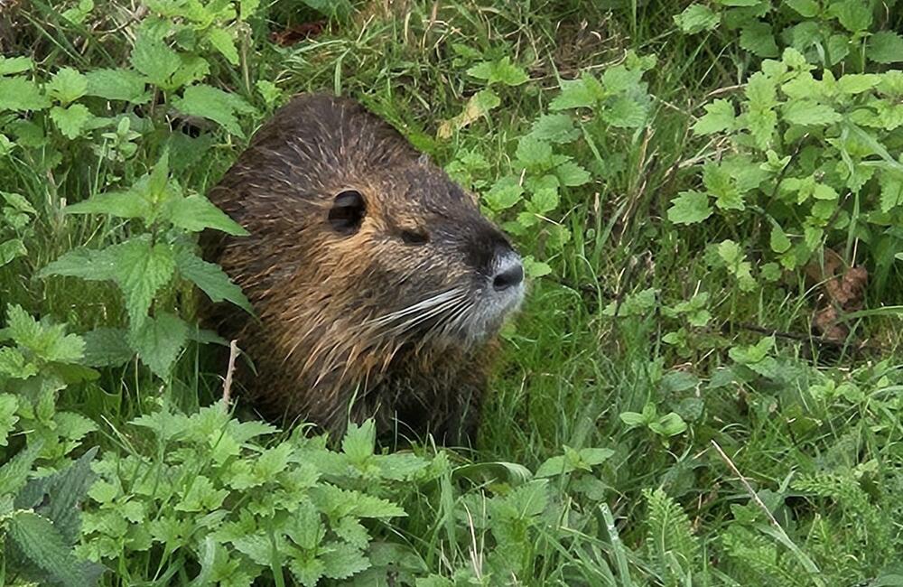 FOTO: V Nitre sa premnožili nutrie, foto 5