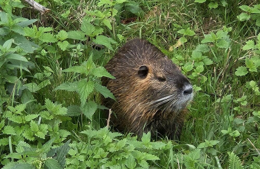 FOTO: V Nitre sa premnožili nutrie, foto 7