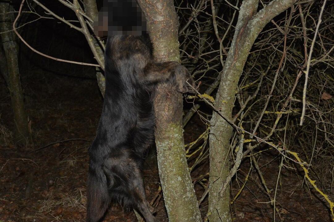 FOTO: Muž v obci Černík obesil svojho psa, zábery nie sú vhodné pre citlivé povahy, foto 3