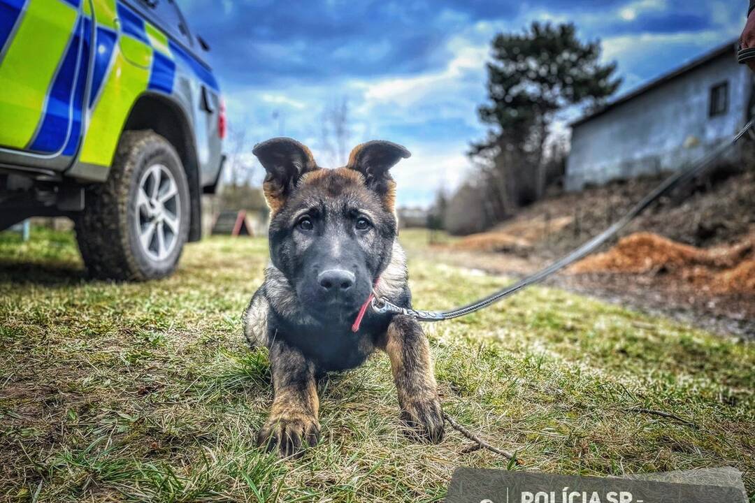 FOTO: V Nitre majú nového štvornohého strážcu poriadku, foto 4