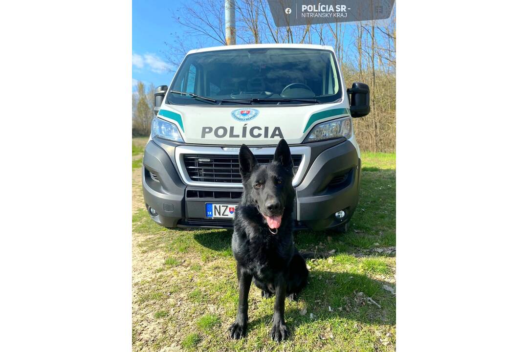 FOTO: Policajný pes našiel pri Šali zakopanú krabičku s ukradnutými peniazmi, foto 3