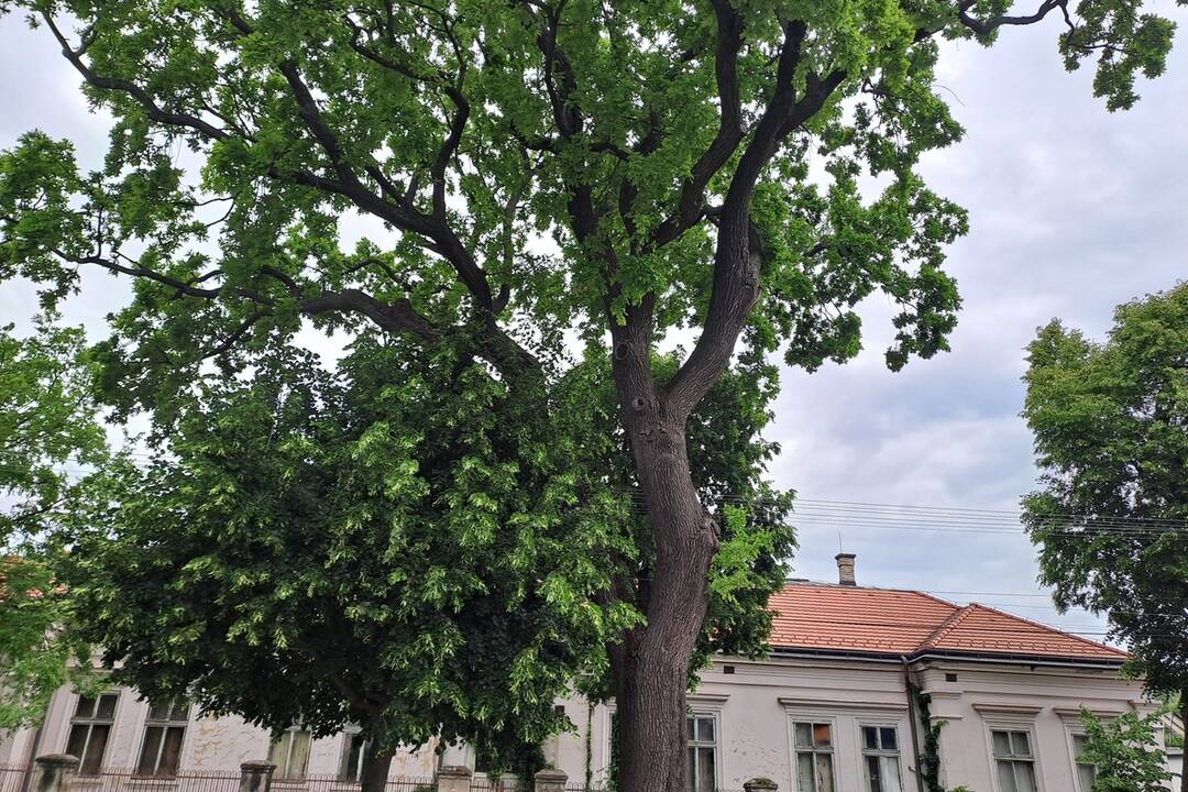 FOTO: Hunyadyho dub v Trnovci nad Váhom vyhlásili za chránený strom, foto 3