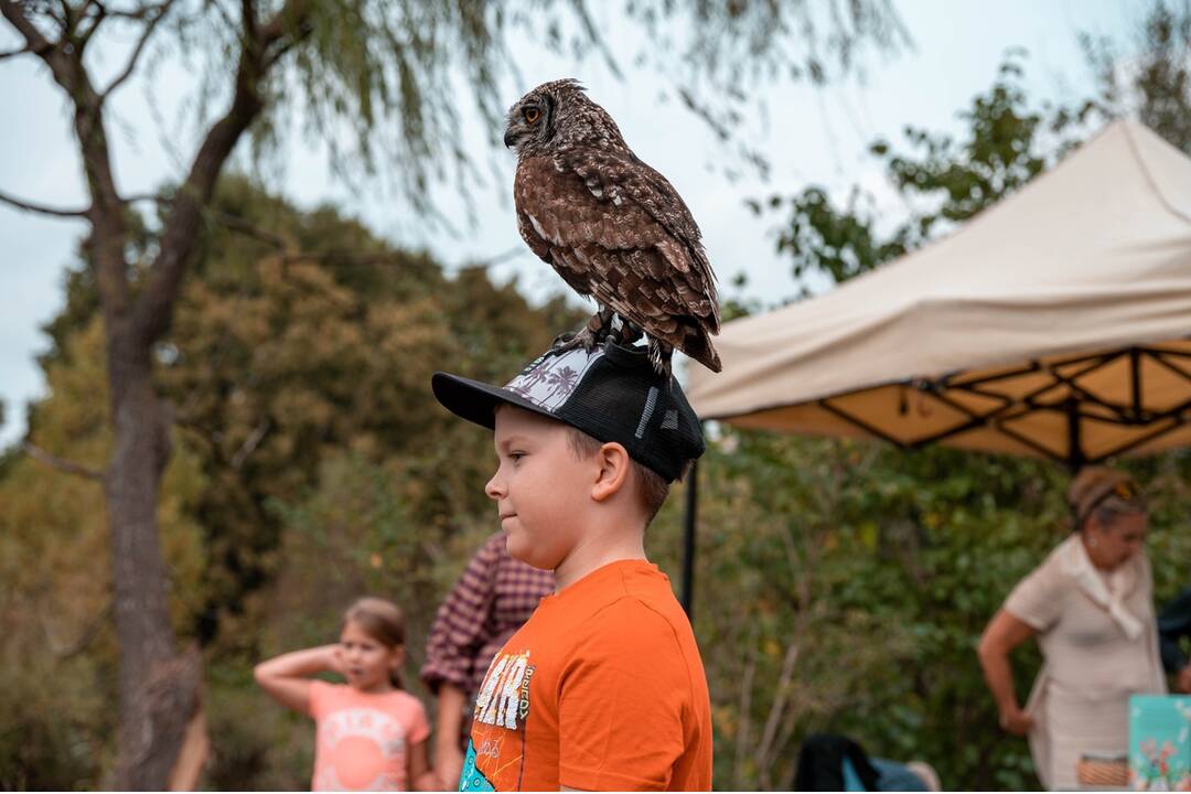 FOTO: Festival Medokvet sa blíži. Takto to tam vyzeralo vlani, foto 6