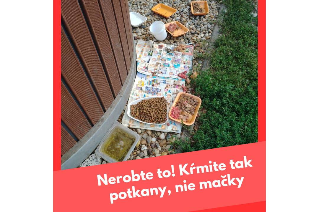 FOTO: Hmyz, potkany i zápach. Obyvatelia Šale kŕmia pouličné mačky zvyškami jedál, foto 2