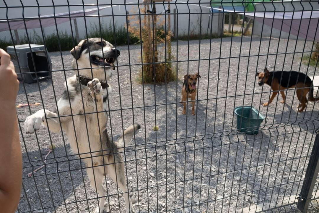 FOTO: V Topoľčanoch vybudovali novú karanténnu stanicu pre opustené zvieratá , foto 6