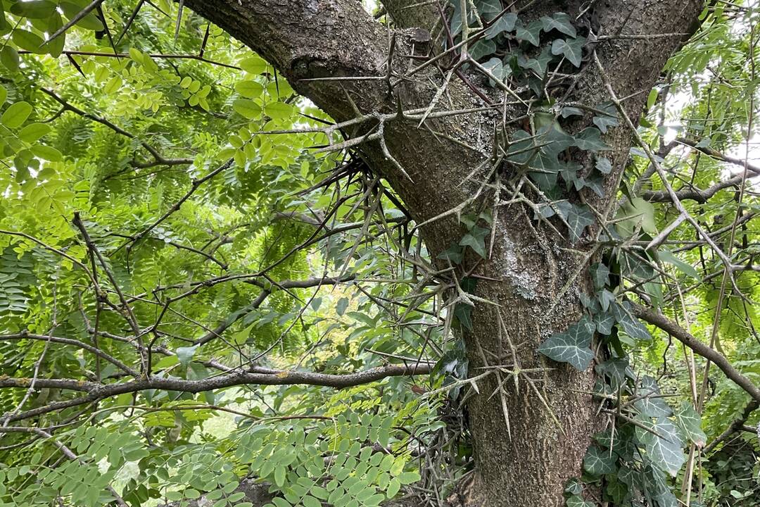 FOTO: Pozrite si jesenné zábery z arboréta v Tesárskych Mlyňanoch, foto 12