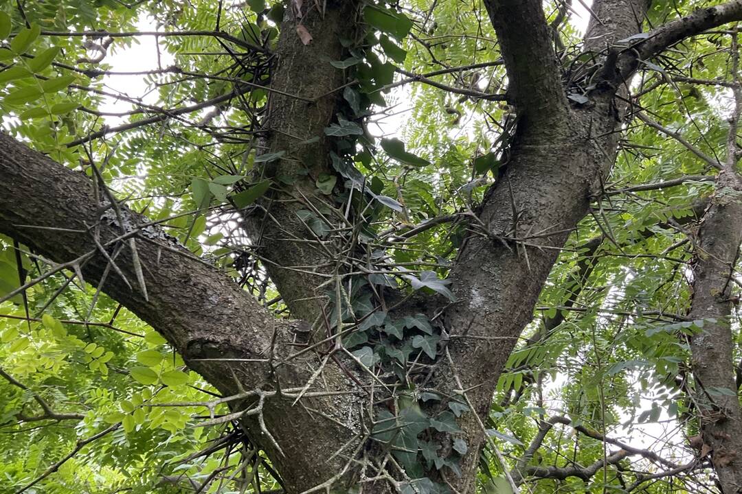 FOTO: Pozrite si jesenné zábery z arboréta v Tesárskych Mlyňanoch, foto 13