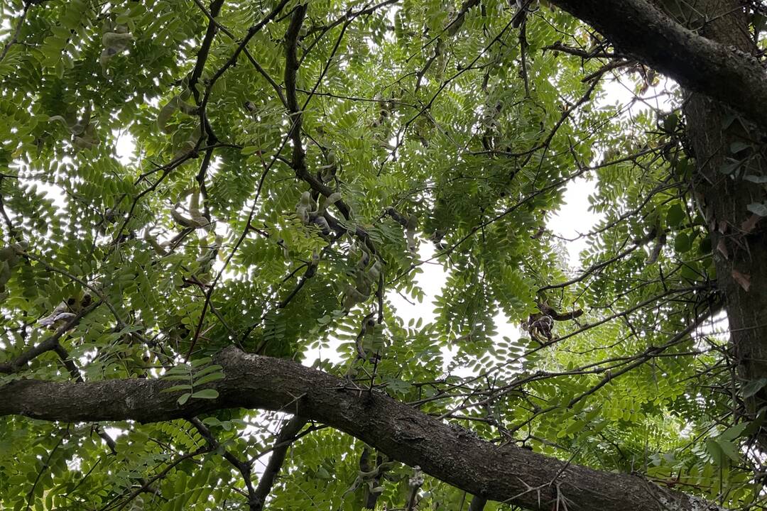 FOTO: Pozrite si jesenné zábery z arboréta v Tesárskych Mlyňanoch, foto 14