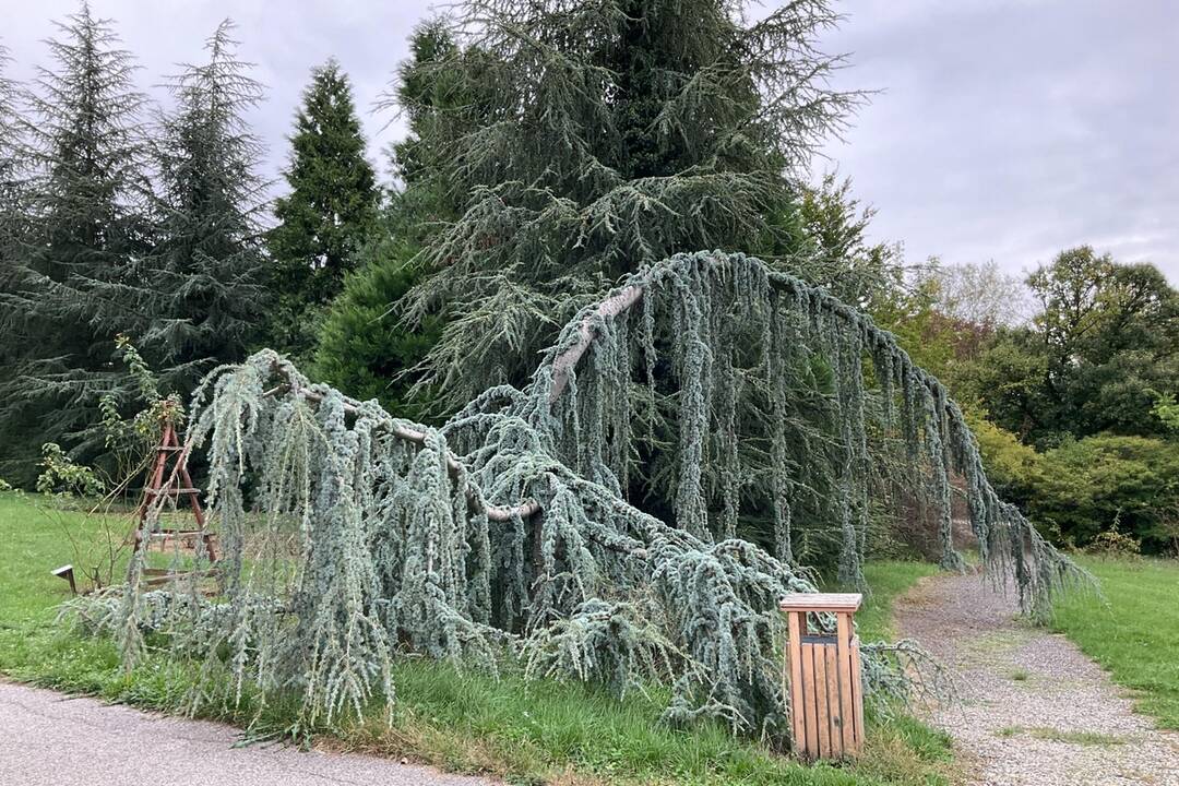 FOTO: Pozrite si jesenné zábery z arboréta v Tesárskych Mlyňanoch, foto 30