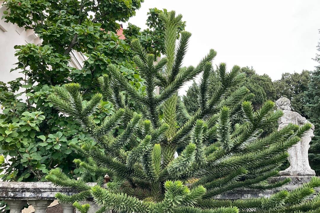 FOTO: Pozrite si jesenné zábery z arboréta v Tesárskych Mlyňanoch, foto 36