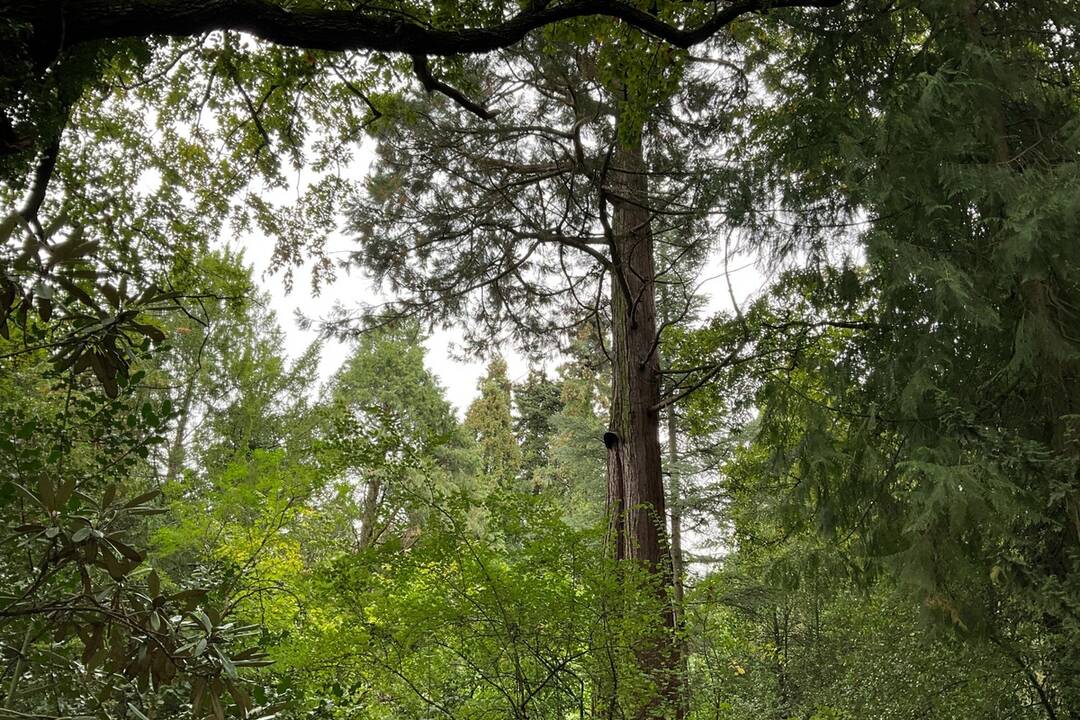 FOTO: Pozrite si jesenné zábery z arboréta v Tesárskych Mlyňanoch, foto 44