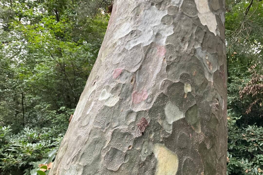 FOTO: Pozrite si jesenné zábery z arboréta v Tesárskych Mlyňanoch, foto 58