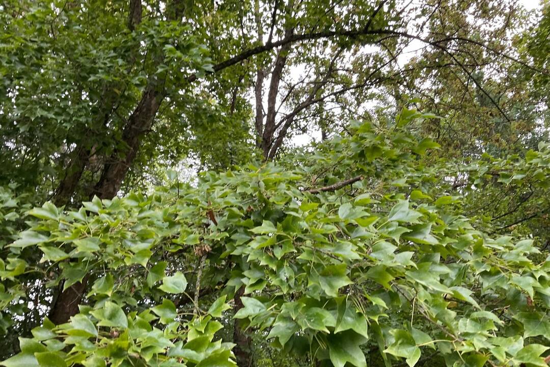 FOTO: Pozrite si jesenné zábery z arboréta v Tesárskych Mlyňanoch, foto 70